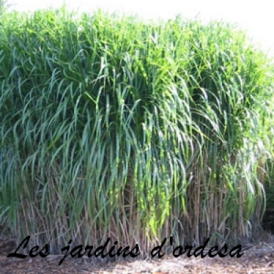 Miscanthus giganteus